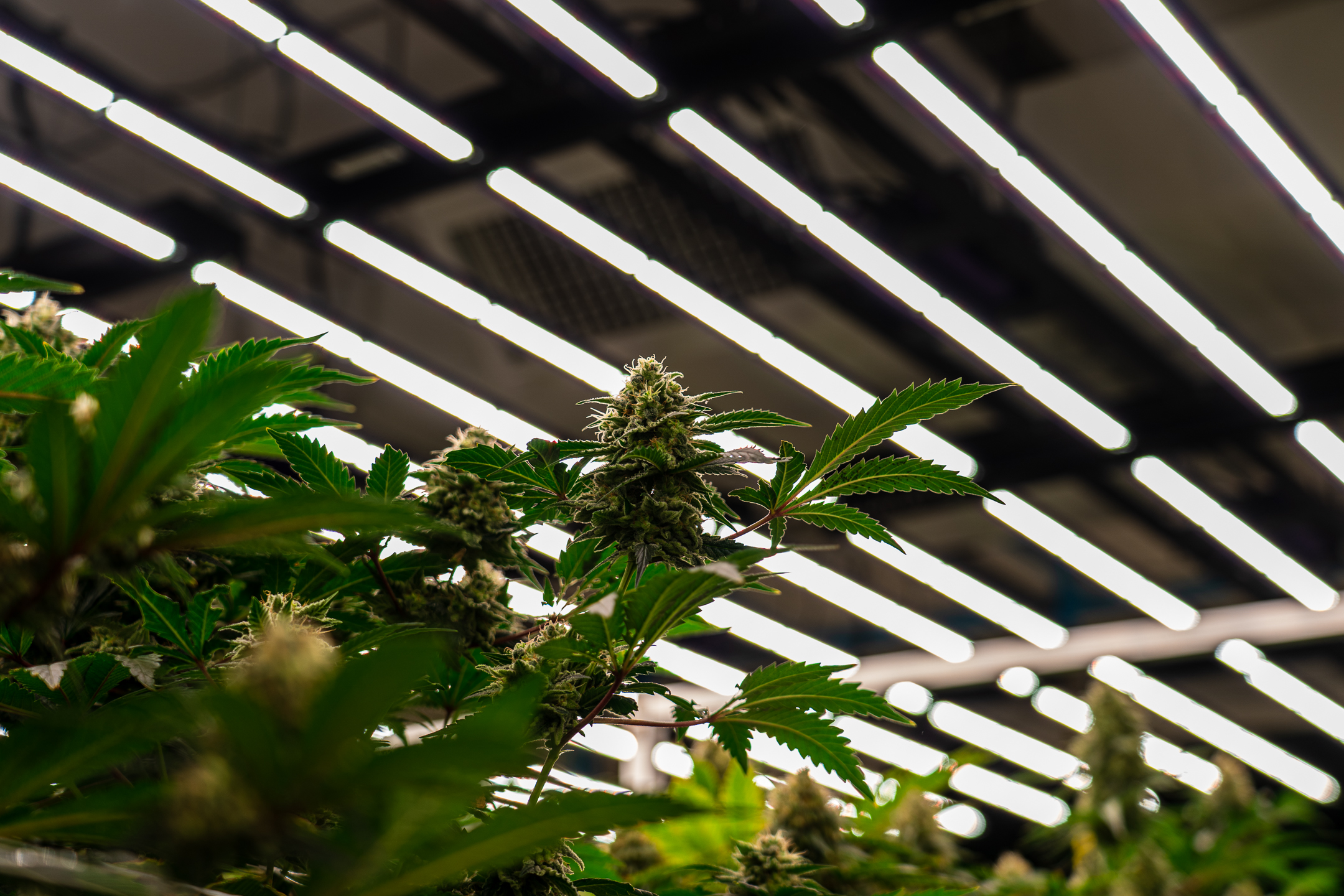 Organic flower cultivation shown during the HighCraft Bangkok grow room tour